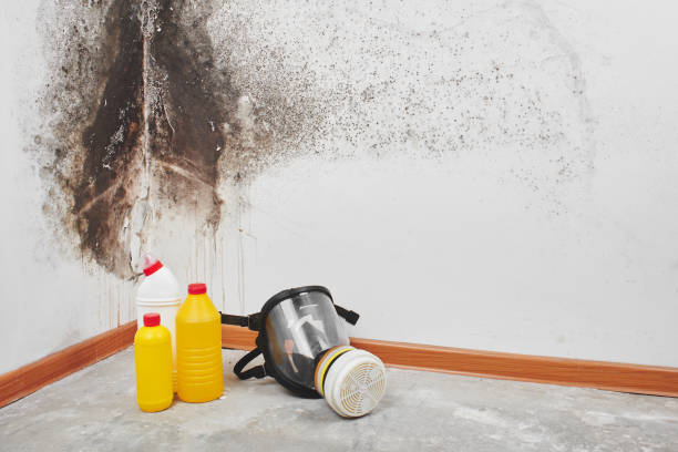 Best Attic Mold Remediation in Jefferson, TX