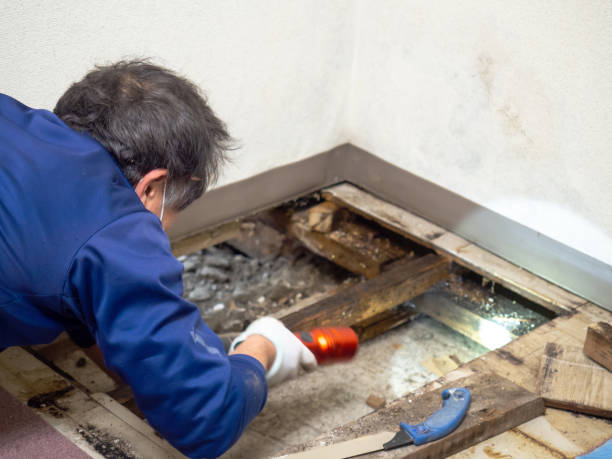 Best Health and Safety Mold Remediation in Jefferson, TX