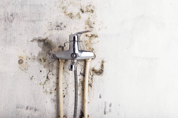 Best Mold Testing and Inspection Services in Jefferson, TX