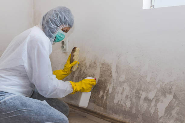 Best Preventive Mold Services in Jefferson, TX