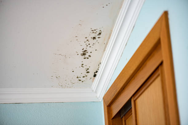 Best Industrial Mold Remediation in Jefferson, TX