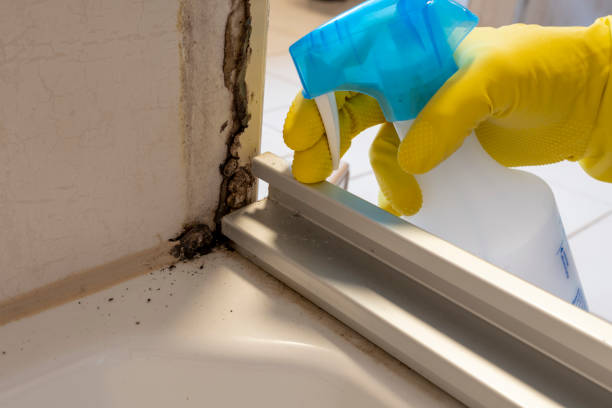 Reliable Jefferson, TX Mold Remediation Solutions