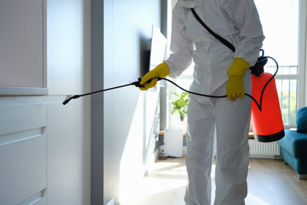 Best Basement Mold Remediation in Jefferson, TX