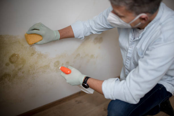 Best Crawl Space Mold Remediation in Jefferson, TX