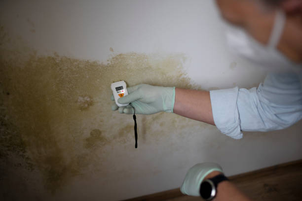 Best DIY Mold Remediation Support Services in Jefferson, TX