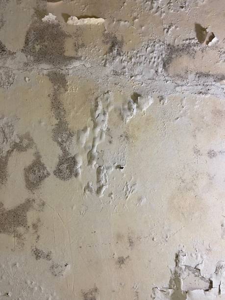 Best Mold Remediation for Specific Building Types in Jefferson, TX