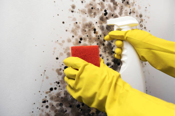 Best Health and Safety Mold Remediation in Jefferson, TX