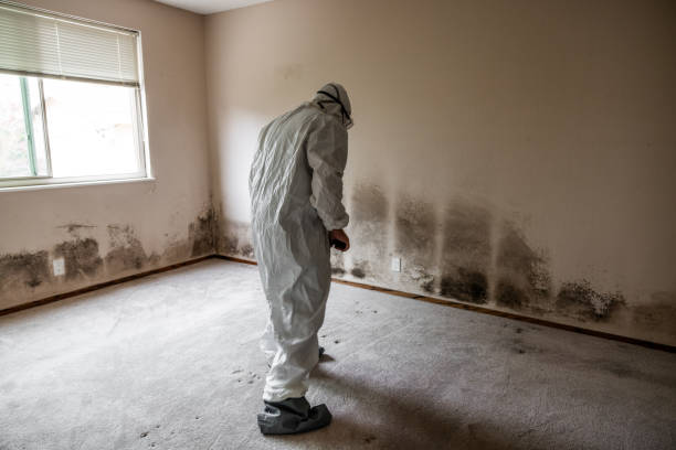 Best Mold Remediation for Specific Building Types in Jefferson, TX