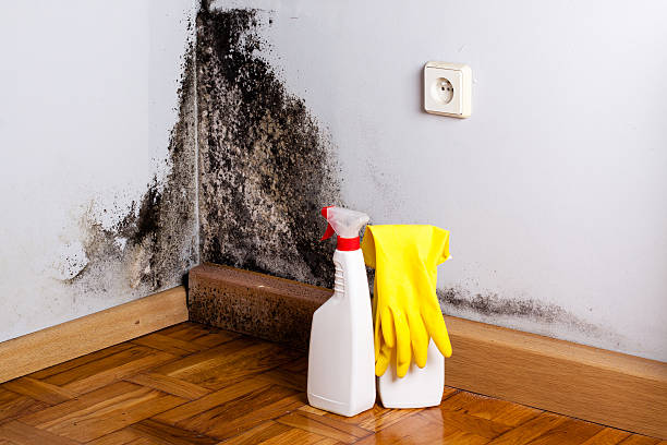 Best Black Mold Remediation in Jefferson, TX
